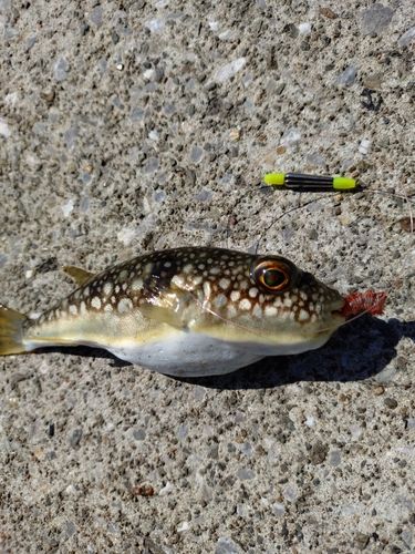 コモンフグの釣果