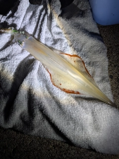 ヤリイカの釣果