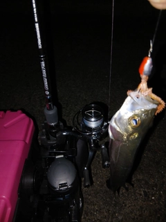 セイゴ（マルスズキ）の釣果