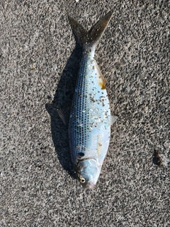 コノシロの釣果