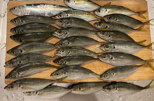 アジの釣果