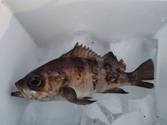 シロメバルの釣果