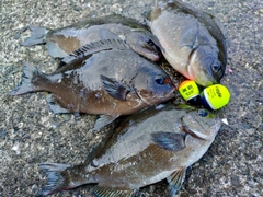 メジナの釣果