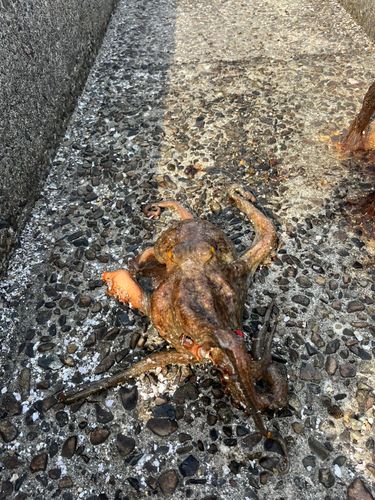 タコの釣果