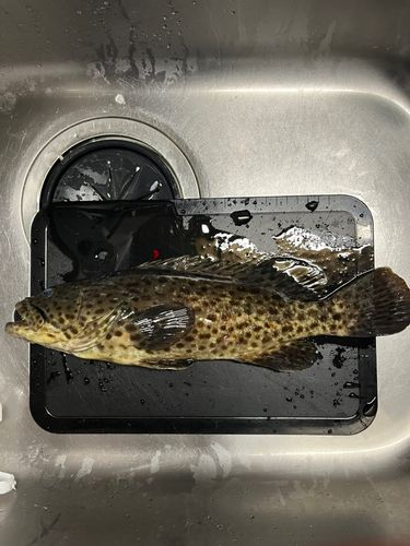 チャイロマルハタの釣果