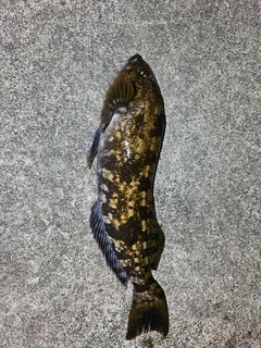 アイナメの釣果