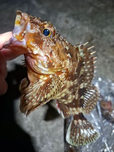 カサゴの釣果