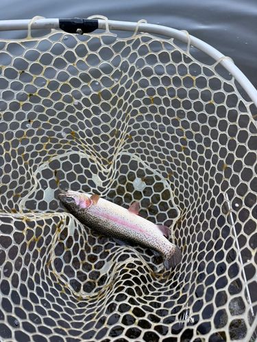 ニジマスの釣果