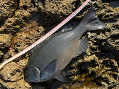 クチブトグレの釣果