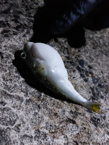 フグの釣果
