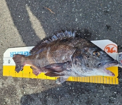 クロダイの釣果