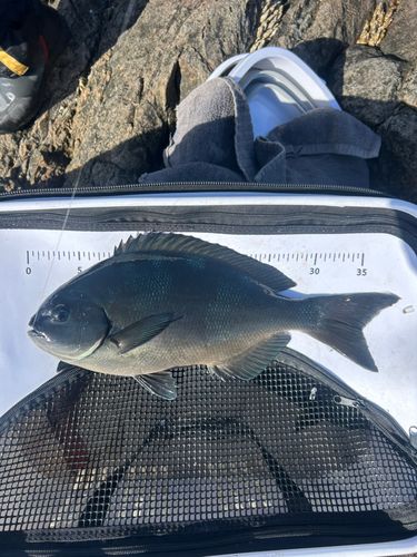 オナガグレの釣果