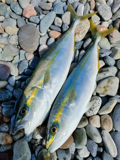 コゾクラの釣果