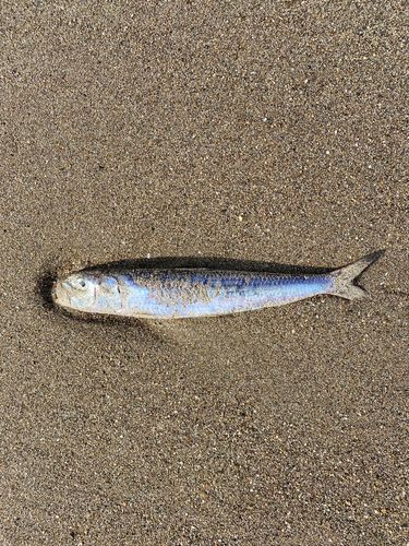 マイワシの釣果