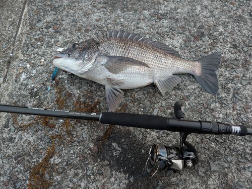 チヌの釣果