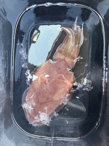 モンゴウイカの釣果