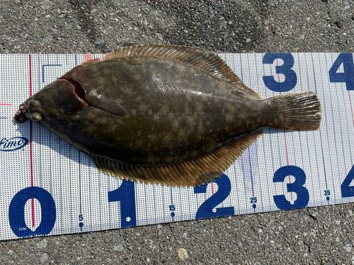 マコガレイの釣果