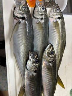 マアジの釣果
