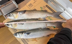 ボラの釣果
