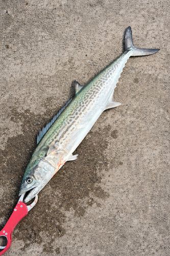 サゴシの釣果