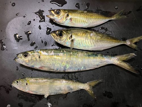 アジの釣果