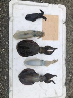 アオリイカの釣果