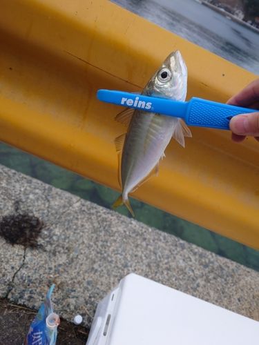 マアジの釣果