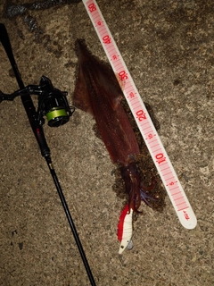 ヤリイカの釣果