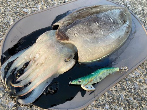 モンゴウイカの釣果