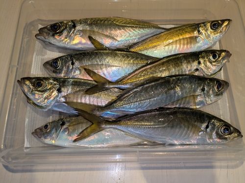 アジの釣果