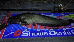 マナマズの釣果