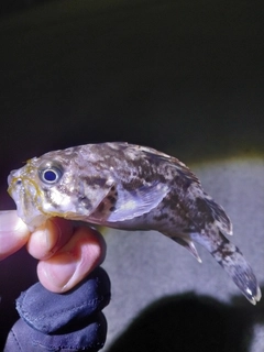 クロソイの釣果