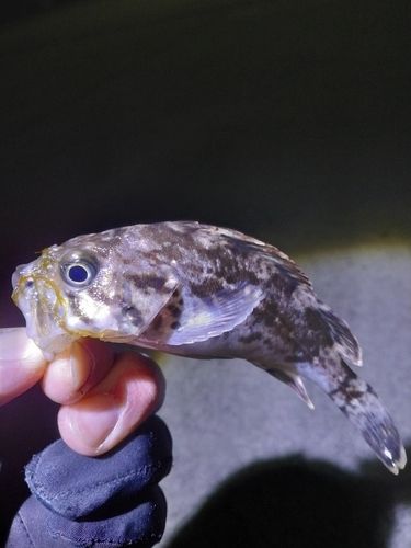 クロソイの釣果