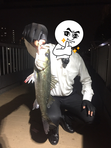 セイゴ（マルスズキ）の釣果