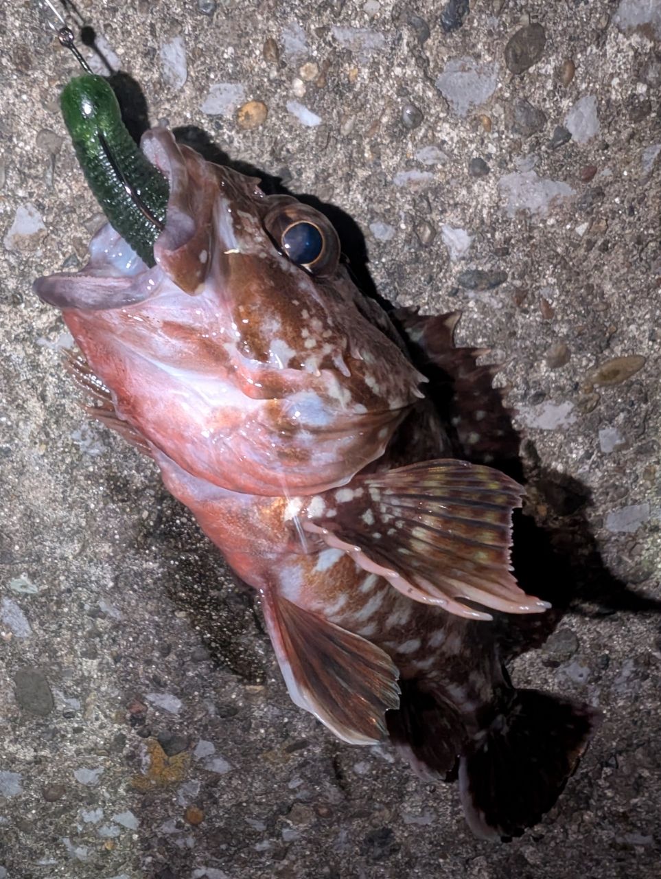 SHIMANO 20ソアレ TT S76UL-Tの最安値・インプレ・釣果 | 本音の口コミ