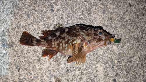 カサゴの釣果