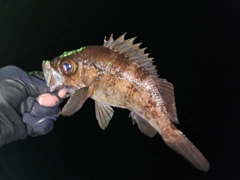 シロメバルの釣果