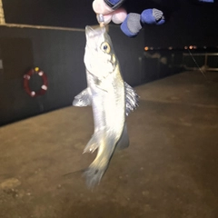 セイゴ（タイリクスズキ）の釣果