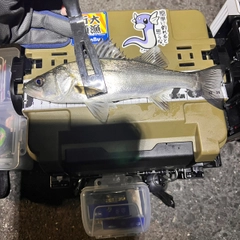 セイゴ（タイリクスズキ）の釣果