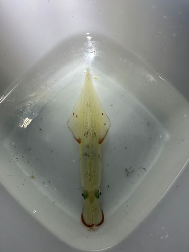 ヤリイカの釣果
