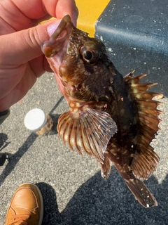 カサゴの釣果
