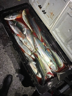 サワラの釣果
