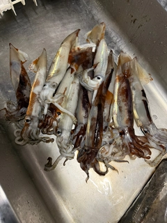スルメイカの釣果