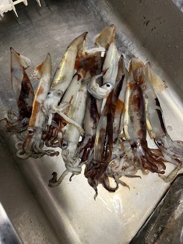 スルメイカの釣果