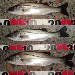 セイゴ（マルスズキ）の釣果