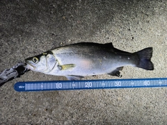 シーバスの釣果