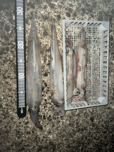 ヤリイカの釣果