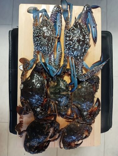 タイワンガザミの釣果