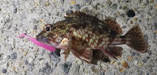 ガシラの釣果