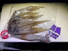 ヤリイカの釣果